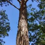 Pinus ponderosa Bark