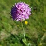 Traunsteinera globosa Flor