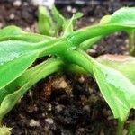 Nepenthes truncata Folha