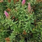 Spiraea salicifolia Habit