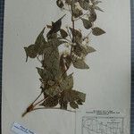 Clematis gouriana 其他