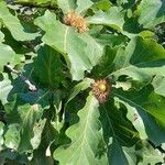 Quercus dentata Fruit