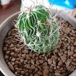 Stenocactus multicostatus Hoja
