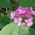 Hydrangea serrata Кветка