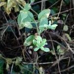 Silene baccifera Lapas