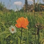 Trollius asiaticus Květ