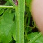 Chenopodium giganteum 樹皮