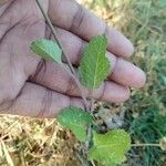 Rhamphospermum nigrum Leaf