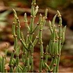 Ephedra foeminea Leaf