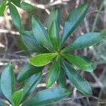 Myrsine asymmetrica Συνήθη χαρακτηριστικά