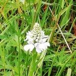 Orchis mascula x Orchis militaris Flower