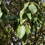 Quercus glauca Φύλλο