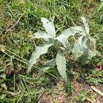 Persicaria senegalensisLeaf