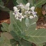 Calotropis gigantea 花