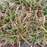 Carex strigosa Лист