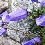Favratia zoysii Flor