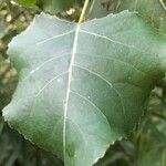 Populus deltoides Blatt