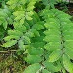 Polygonatum biflorum Blad