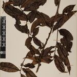 Eurya cerasifolia Other