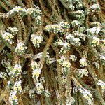Heliotropium hirsutissimum Flower