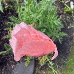 Papaver orientaleBlomst