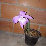 Cattleya lueddemanniana Flor