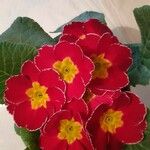 Primula vulgarisപുഷ്പം