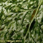 Vandenboschia speciosa Leaf