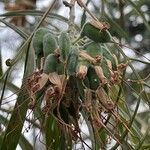 Grevillea banksii Плод