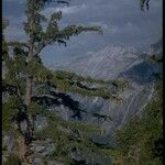 Pinus lambertiana Hábito