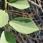 Grewia bicolor Blatt