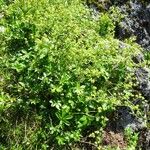 Alchemilla alpina عادت داشتن