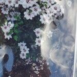 Clematis florida Kvet