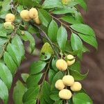 Drypetes gerrardii Fruit