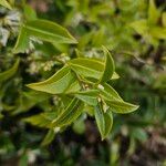 Sarcococca orientalis Folio