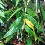 Dendrobium miyasakii Leaf