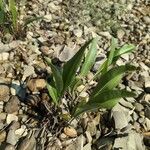 Limonium carolinianum Leaf