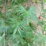 Quamoclit coccinea Likasa