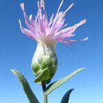 Rhaponticum repens Flower