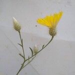 Zoegea leptaurea その他の提案