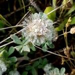 Trifolium cherleri Λουλούδι