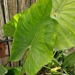 Colocasia esculentaLiść