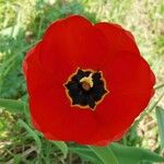 Tulipa raddii Žiedas