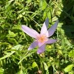 Colchicum alpinumफूल