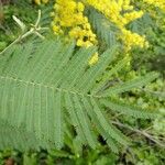 Acacia dealbata Leaf