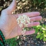 Physospermum cornubiense Flower