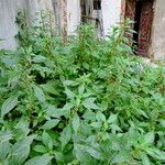 Amaranthus graecizans Habit