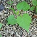 Vitis rotundifolia Blatt