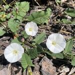 Convolvulus arvensisFlower