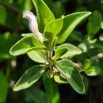 Barleria volkensii Leaf